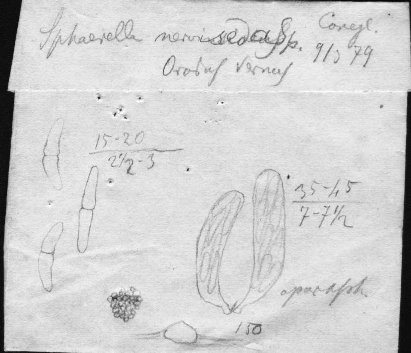 dibujo de Sphaerella nerviseda Speg.