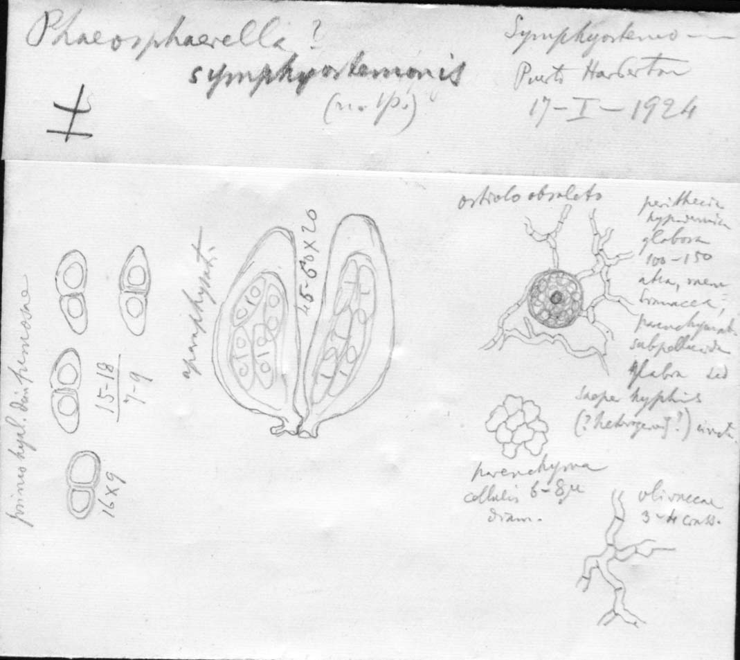 drawing of Sphaerella symphyostemi Speg.