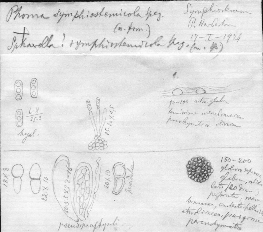 drawing of Sphaerella symphyostemi Speg.