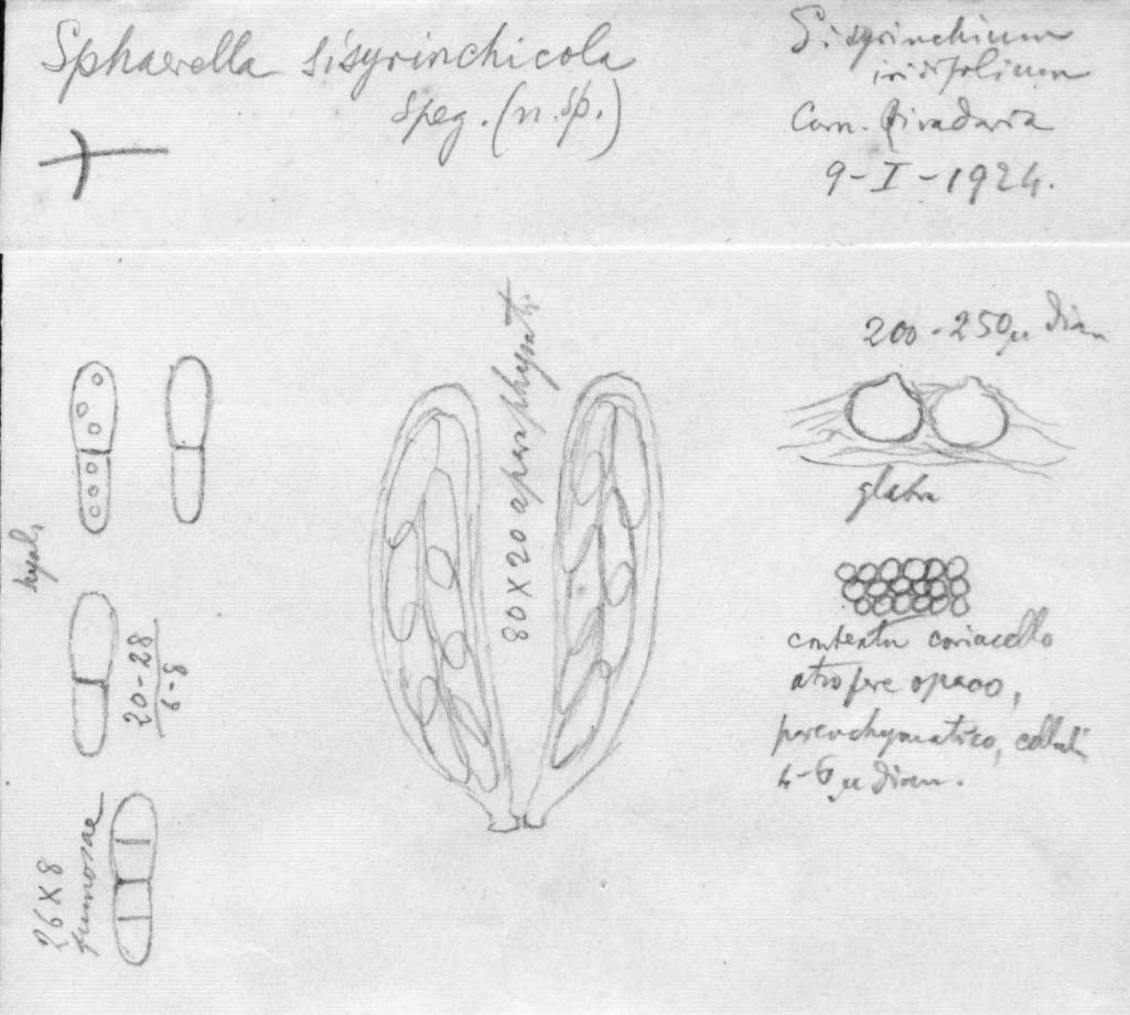dibujo de Sphaerella sisyrinchiicola Speg.