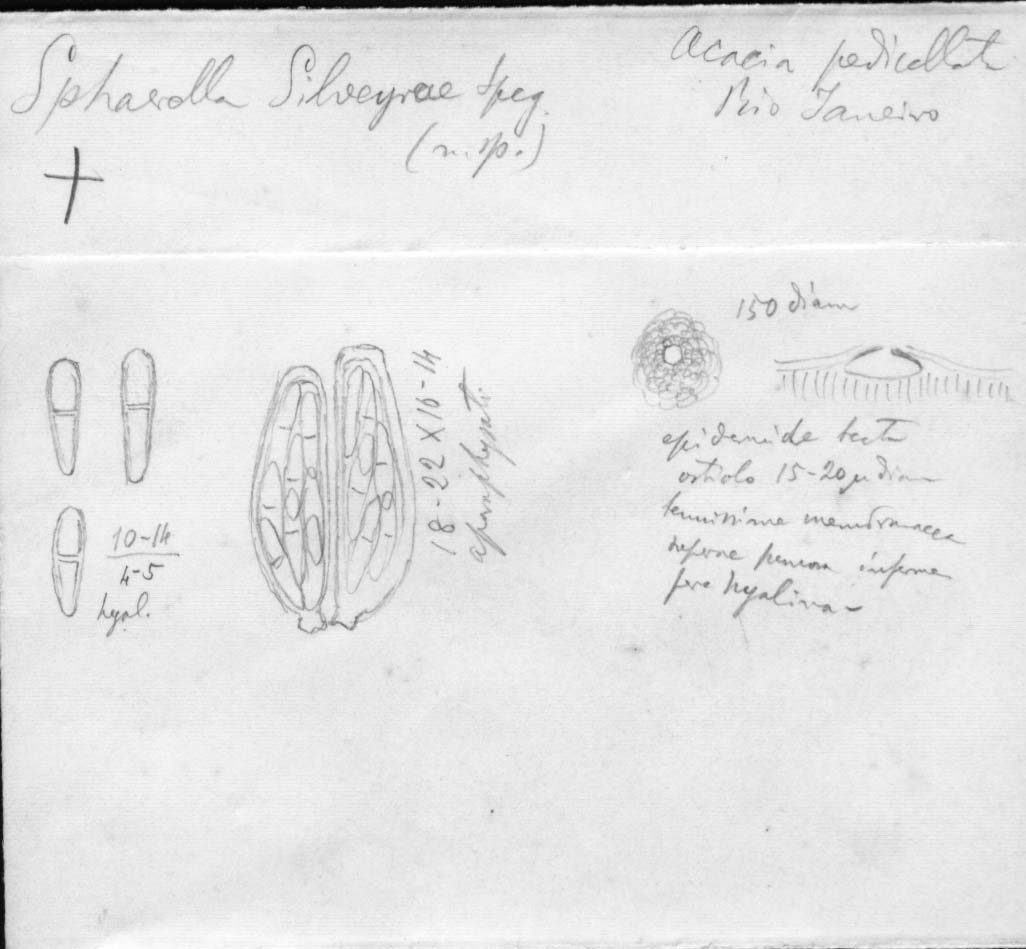dibujo de Sphaerella silveirae Speg.