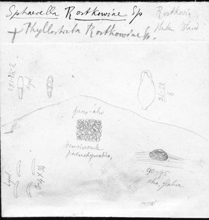 dibujo de Sphaerella rostkoviae Speg.