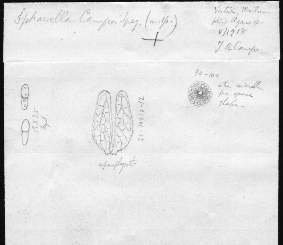 dibujo de Sphaerella campoi Speg.