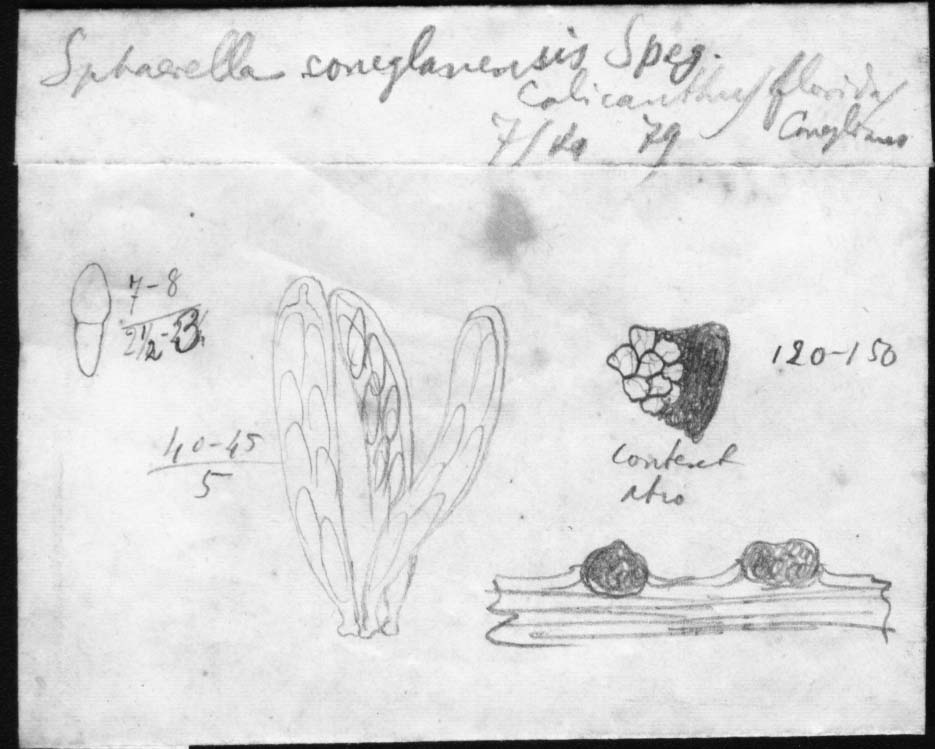dibujo de Sphaerella coneglanensis Speg.