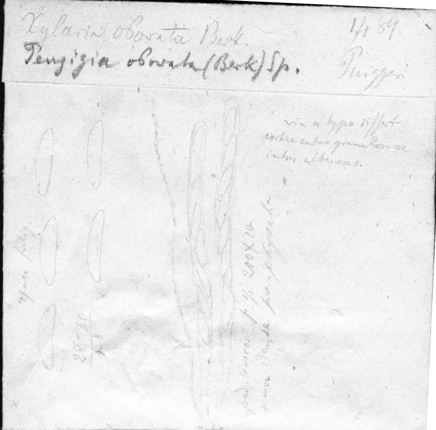 dibujo de Penzigia obovata (Berk.) Speg.