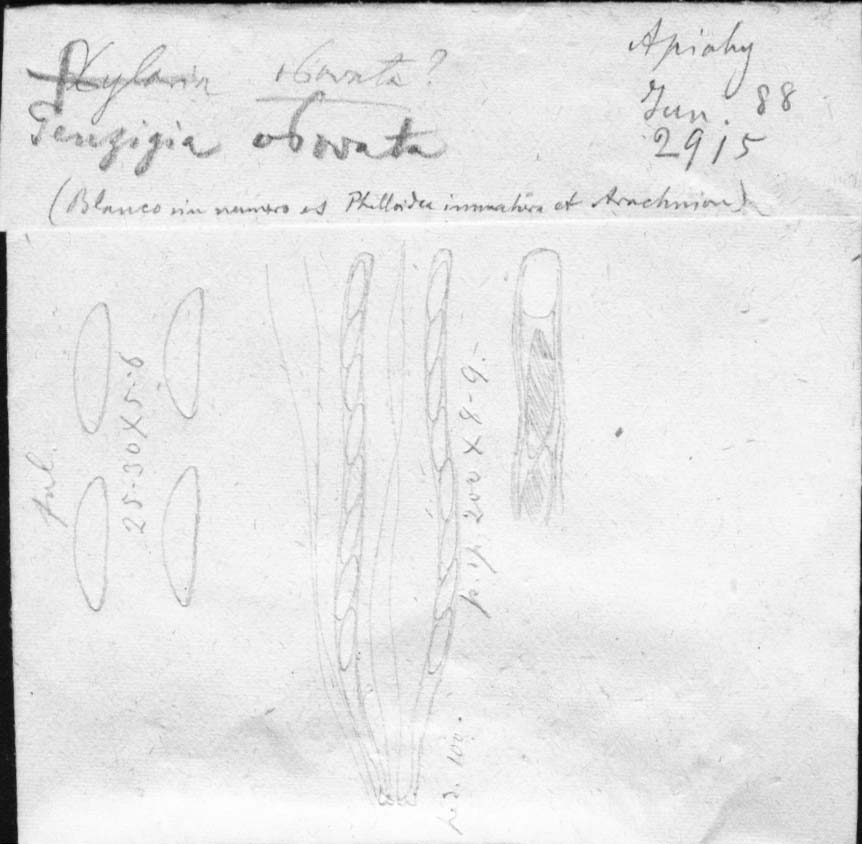 dibujo de Penzigia obovata (Berk.) Speg.