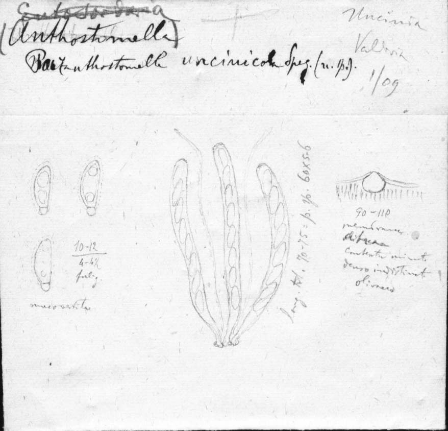 drawing of Paranthostomella unciniicola Speg.