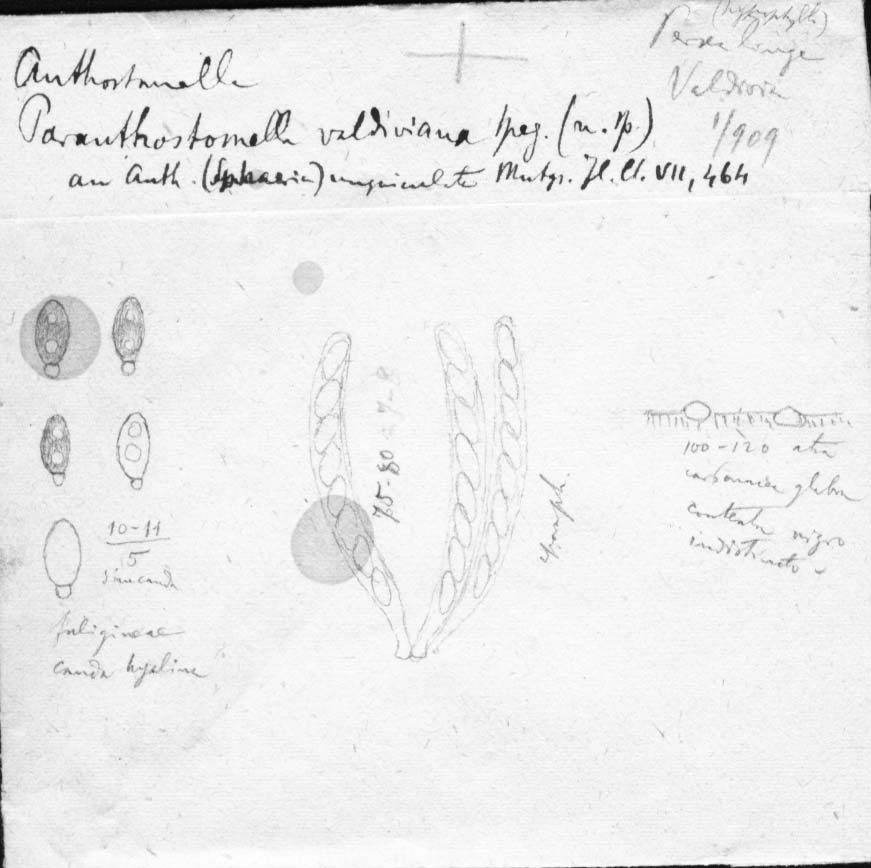 dibujo de Paranthostomella valdiviana Speg.