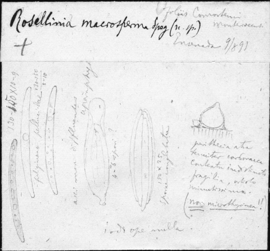 dibujo de Rosellinia macrosperma Speg.
