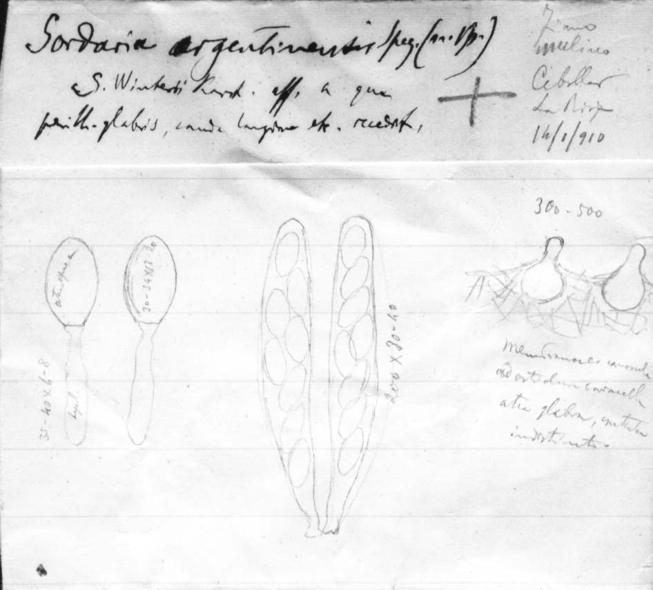 dibujo de Sordaria argentinensis Speg.
