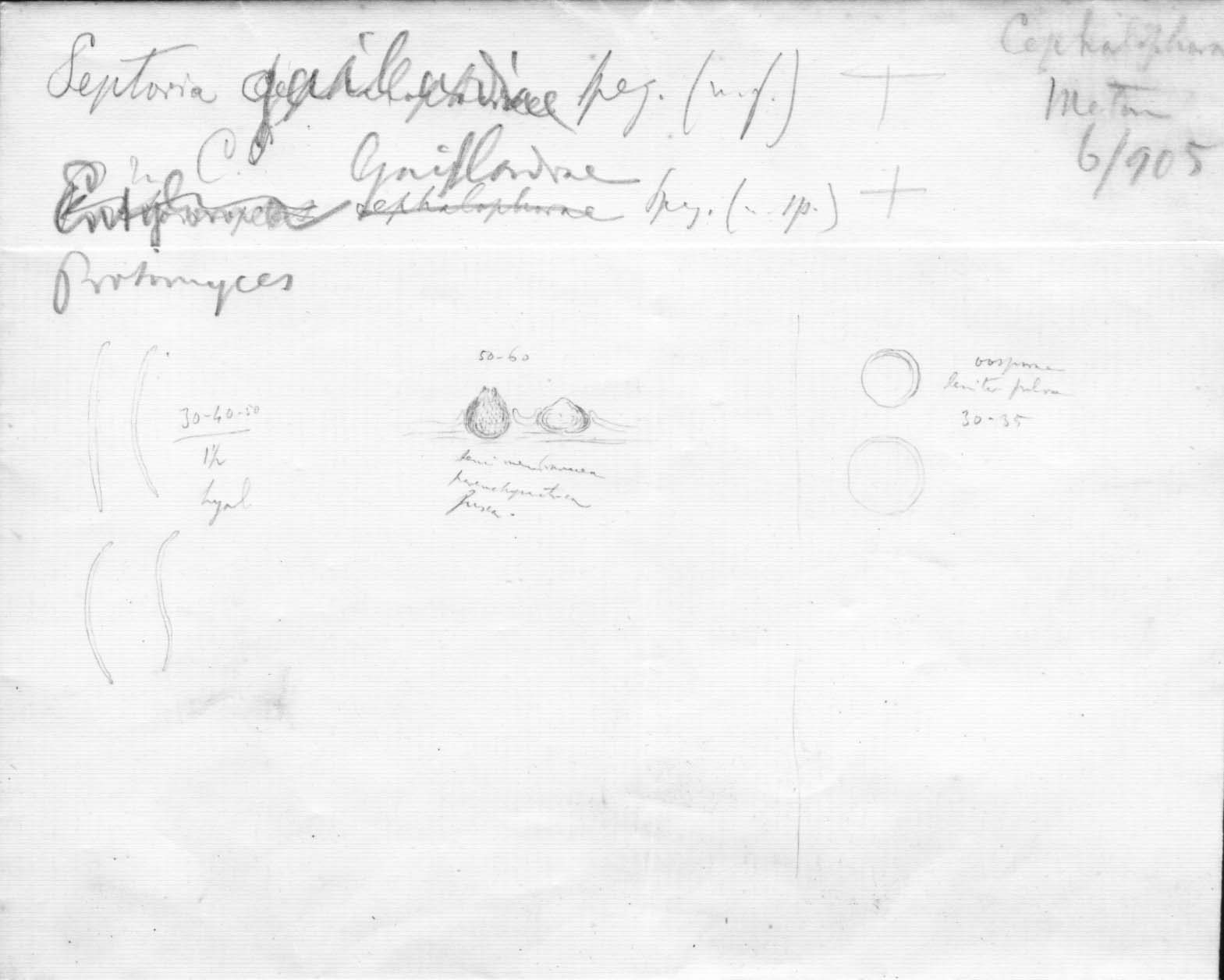 dibujo de Protomyces gaillardiae Speg.