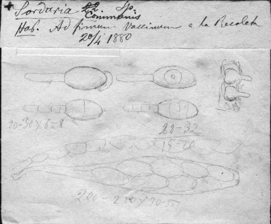 dibujo de Hypocopra communis Speg.
