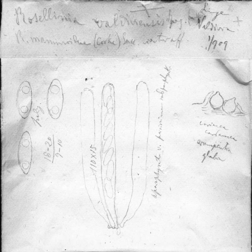 dibujo de Rosellinia valdiviensis Speg.