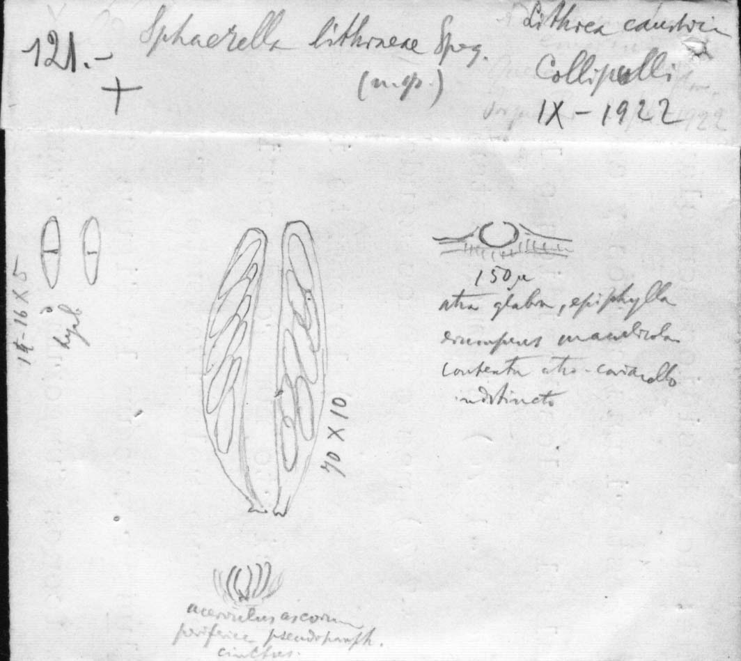 dibujo de Sphaerella litreae Speg.