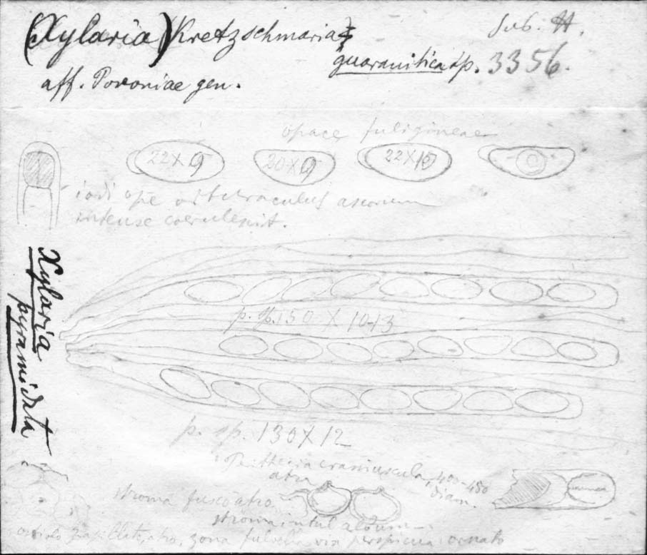 dibujo de Kretzschmaria guaranitica Speg.