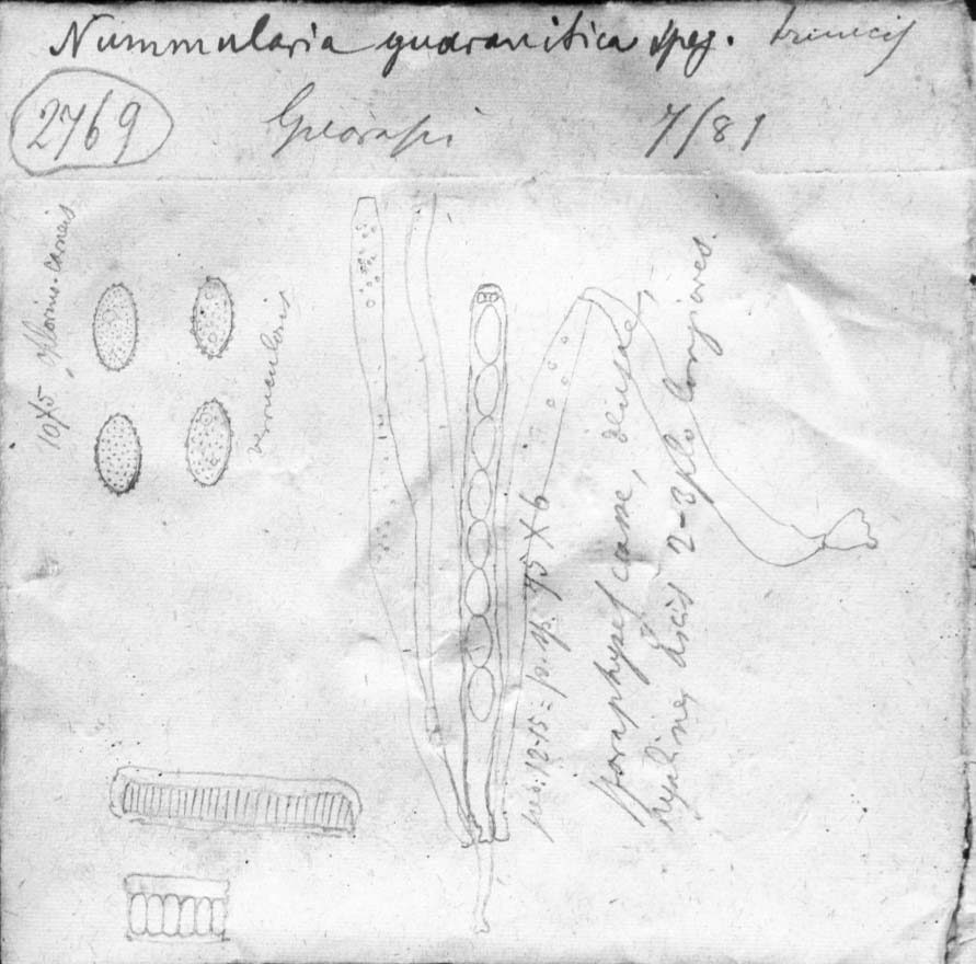dibujo de Nummularia guaranitica Speg.
