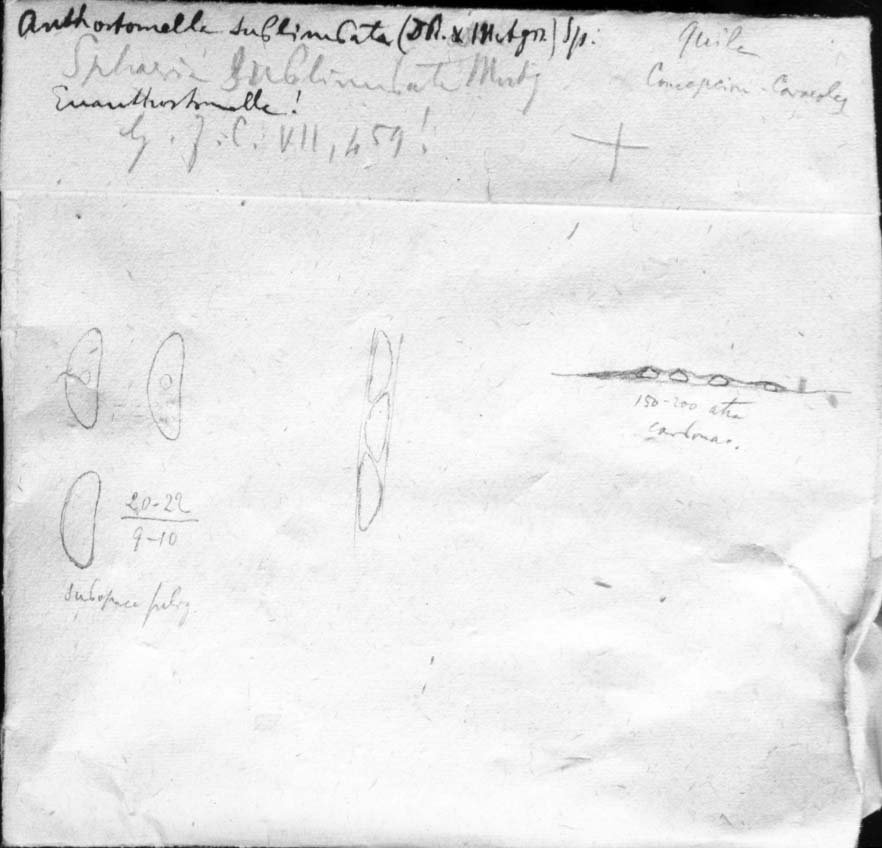 dibujo de Anthostomella sublimbata (Durieu & Mont.) Speg.