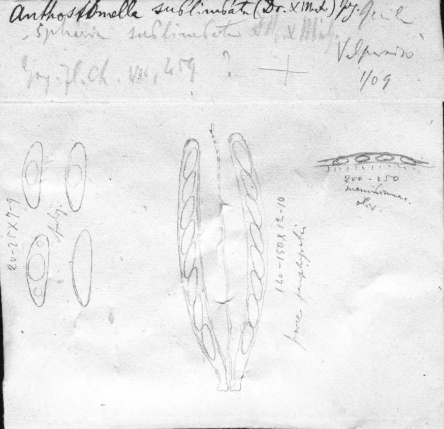 dibujo de Anthostomella sublimbata (Durieu & Mont.) Speg.