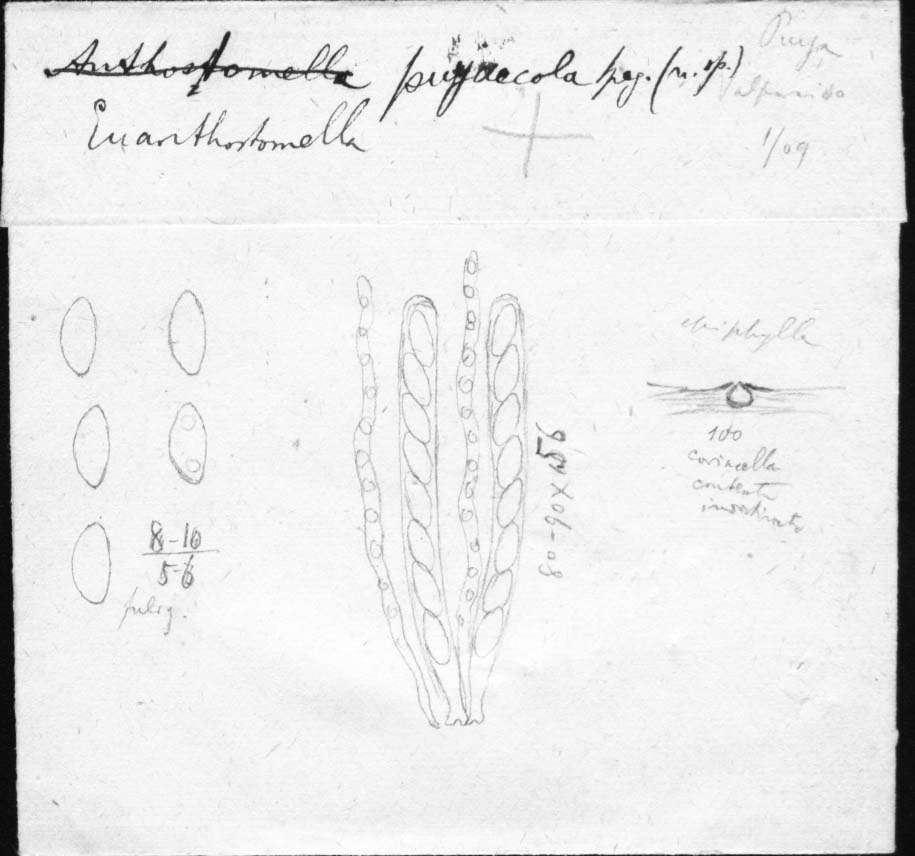 dibujo de Anthostomella puyaecola Speg.