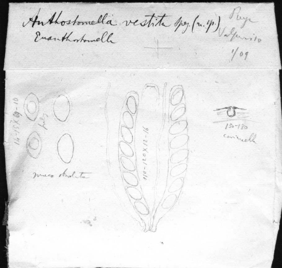 dibujo de Anthostomella vestita Speg.