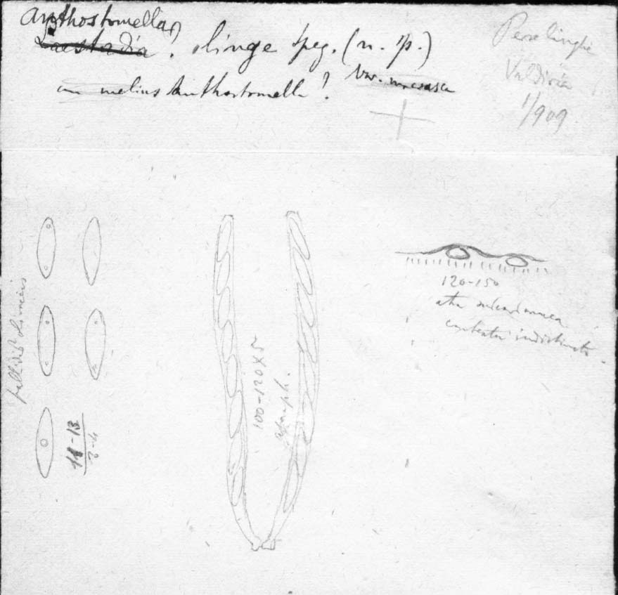 dibujo de Anthostomella lingue Speg.