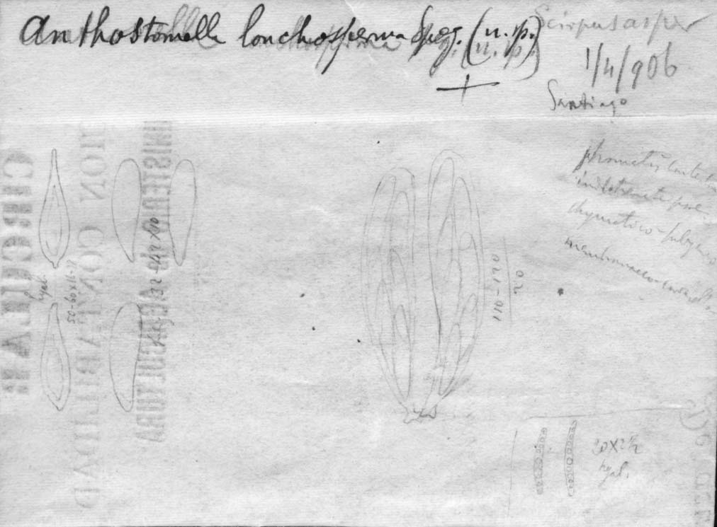 dibujo de Anthostomella lonchosperma Speg.