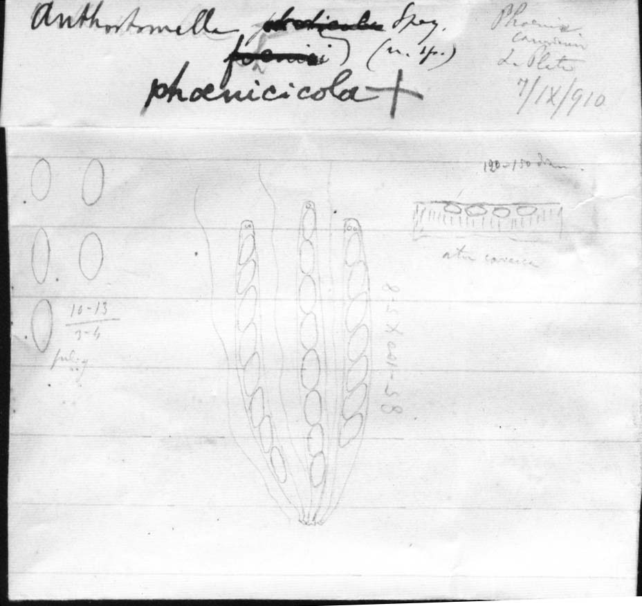 dibujo de Anthostomella phoenicicola Speg.