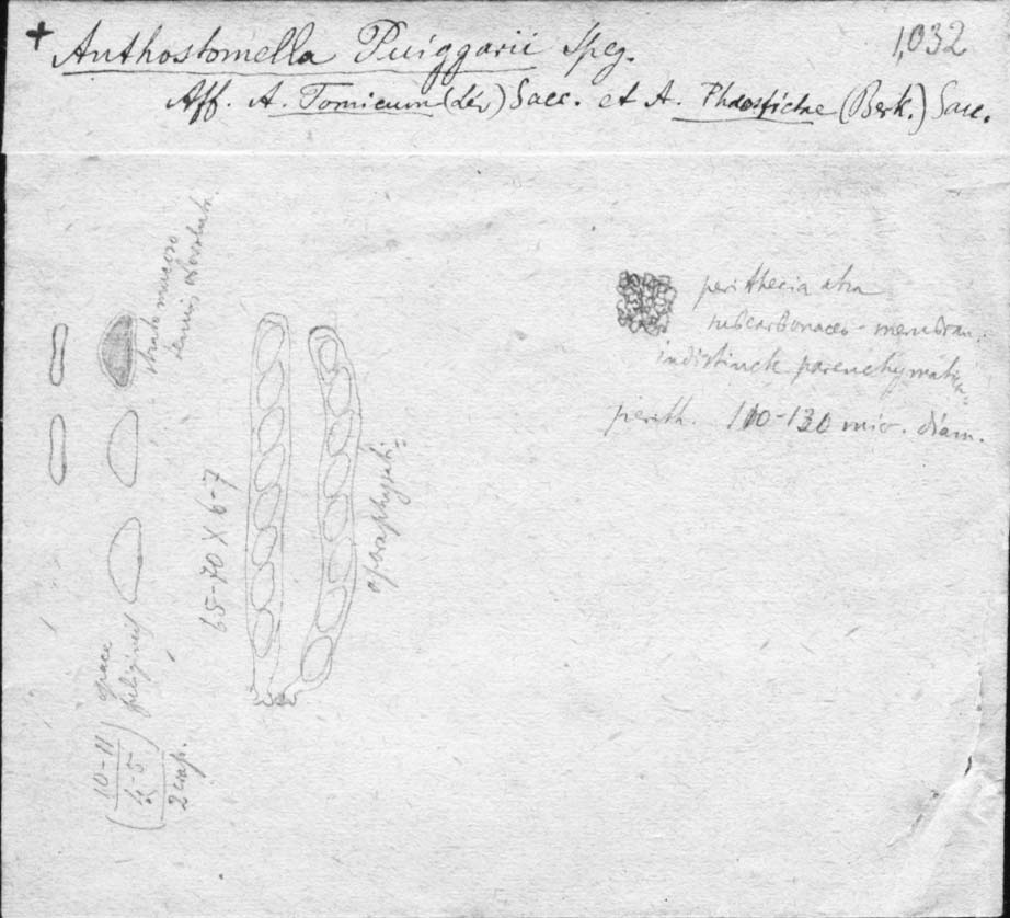 dibujo de Anthostomella puiggarii Speg.