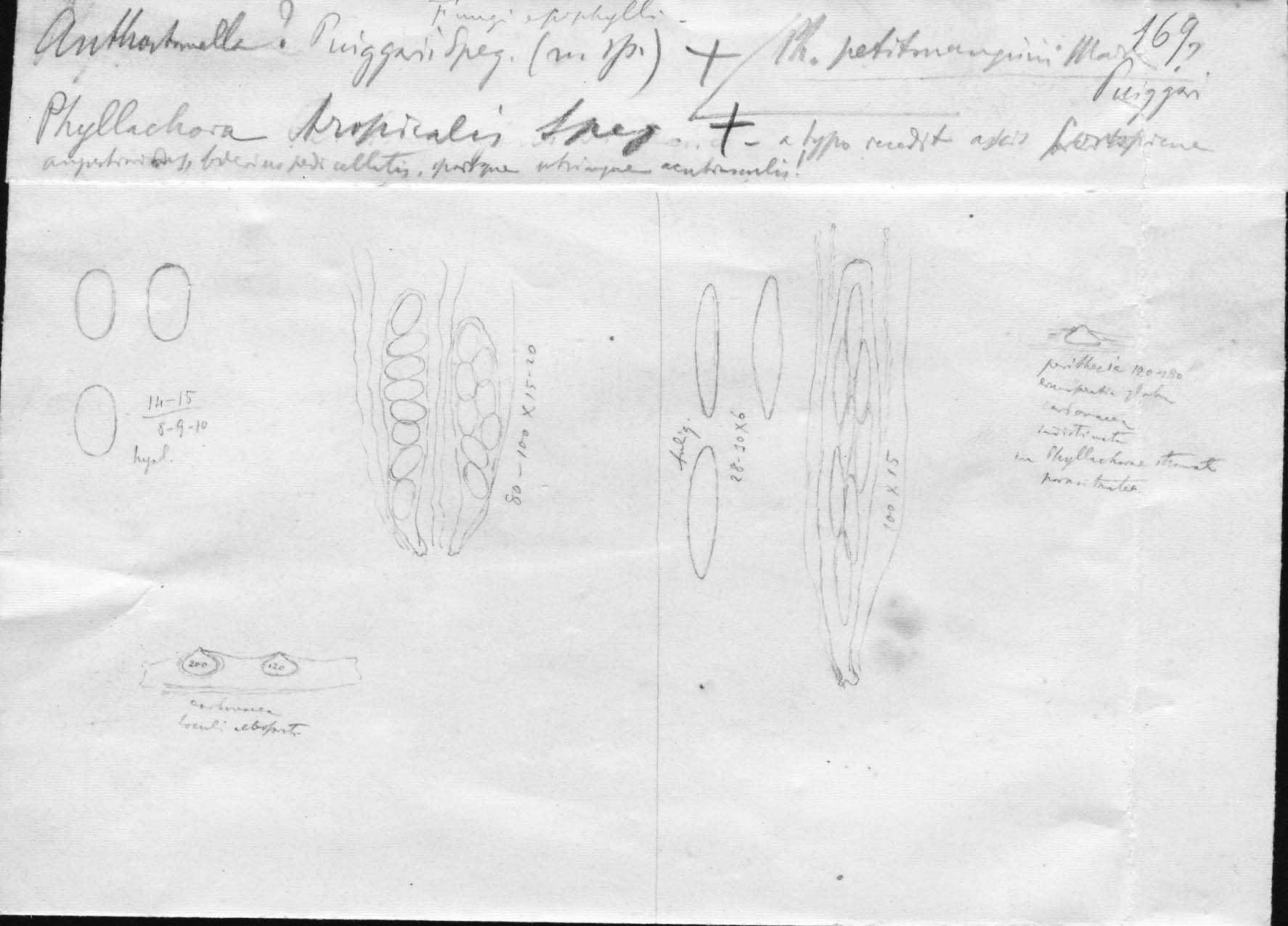 dibujo de Anthostomella puiggarii Speg.