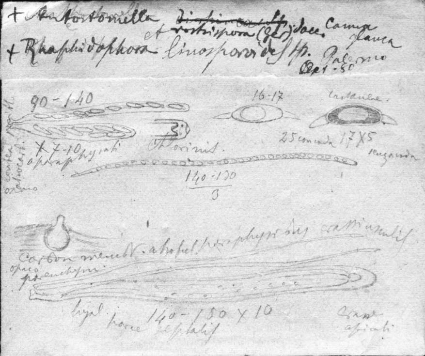 dibujo de Anthostomella achira (Speg.) Speg.