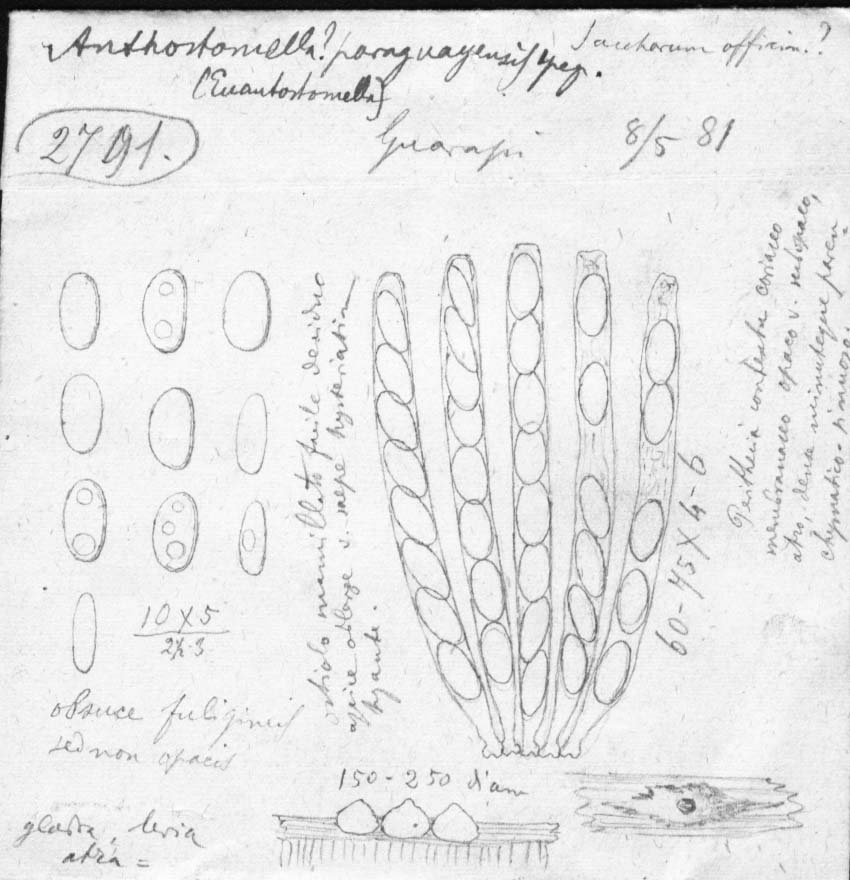 dibujo de Anthostomella paraguayensis Speg.