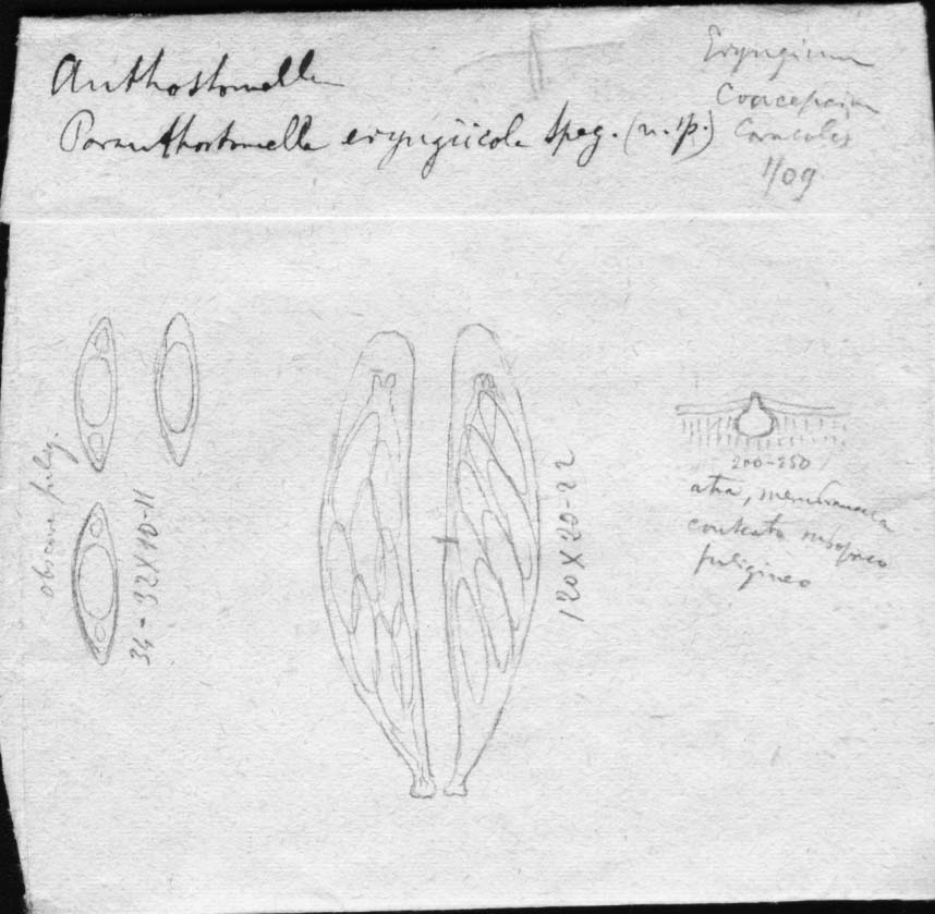 dibujo de Paranthostomella eryngiicola Speg.