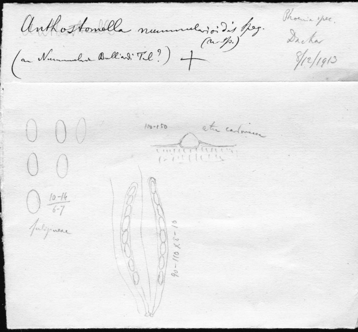 dibujo de Anthostomella nummularioides Speg.