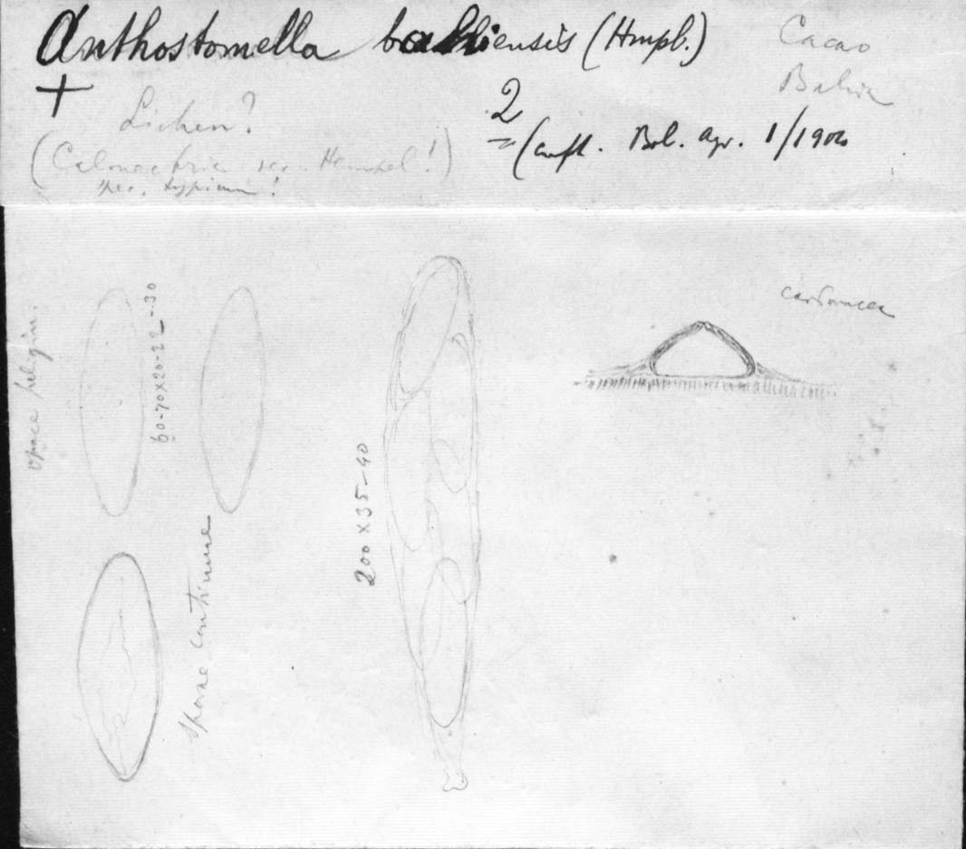 dibujo de Anthostomella bahiensis (W. Hempel) Speg.