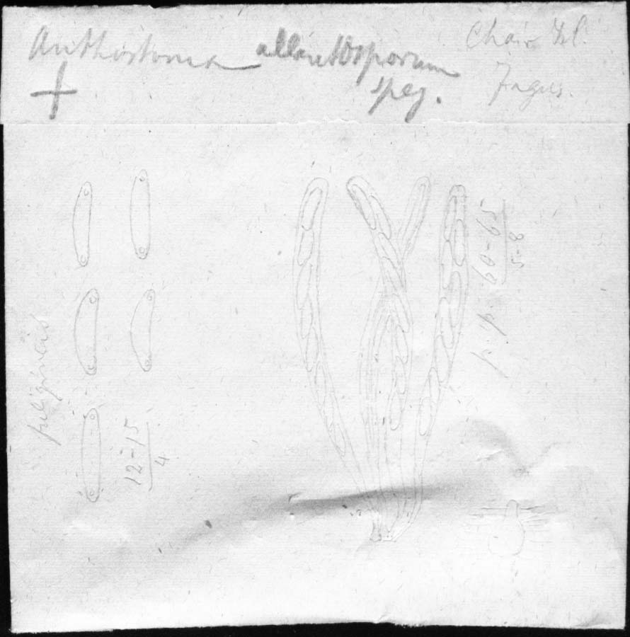 dibujo de Anthostoma allantosporum Speg.