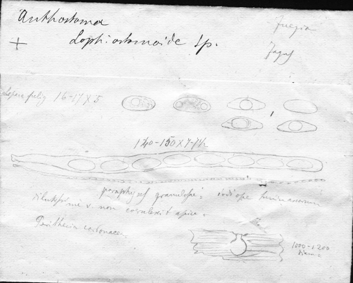 dibujo de Anthostoma lophiostomoide Speg.