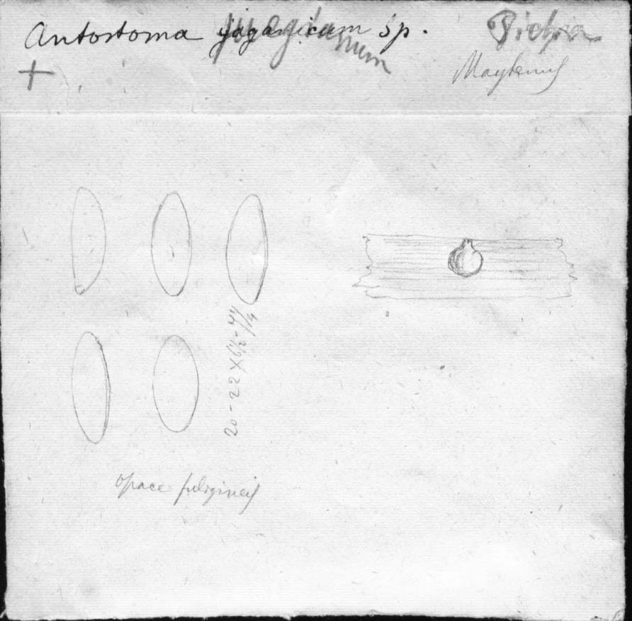 dibujo de Anthostoma fuegianum Speg.