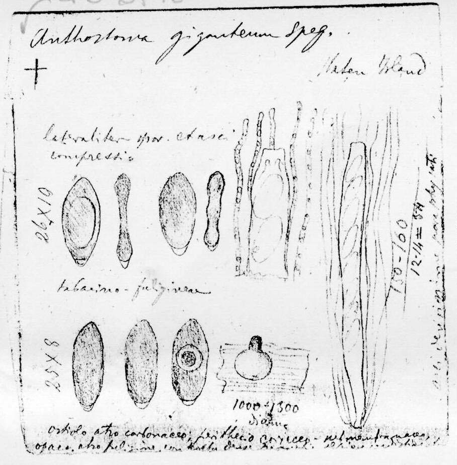 dibujo de Anthostoma giganteum Speg.