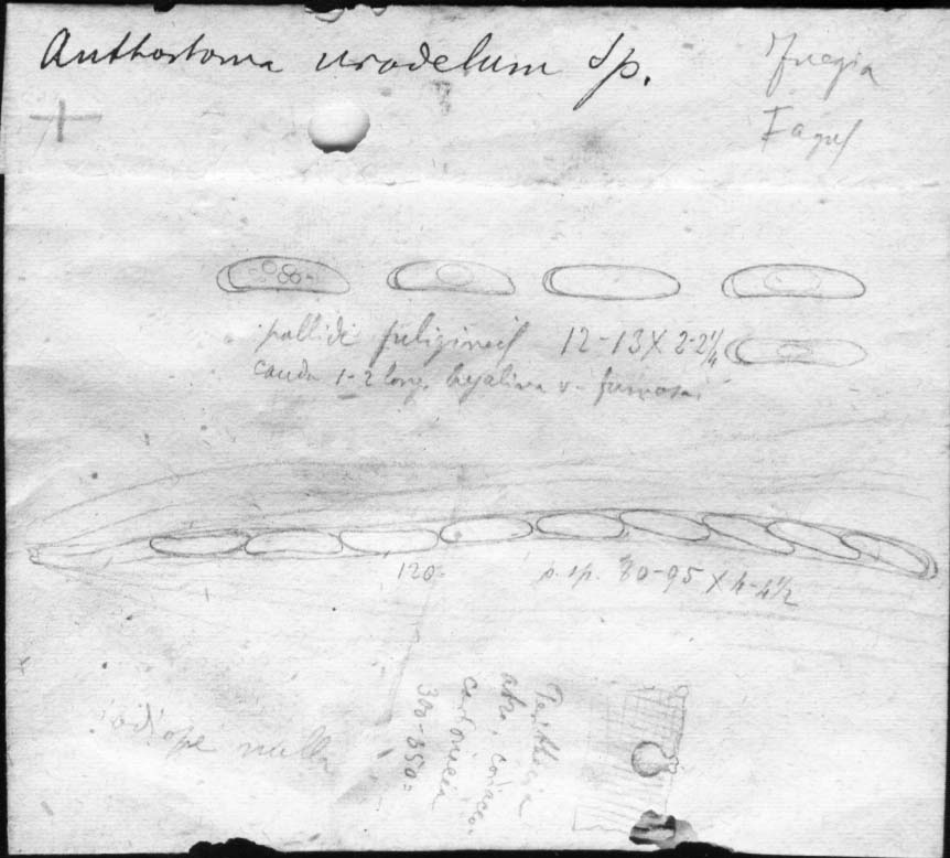 dibujo de Anthostoma urodelum Speg.
