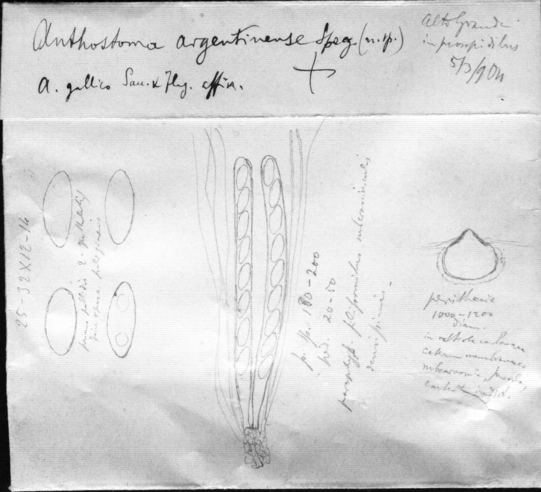 dibujo de Anthostoma argentinense Speg.