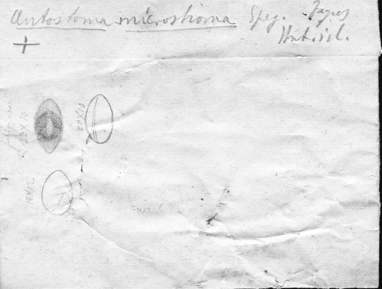 dibujo de Anthostoma microstroma Speg.