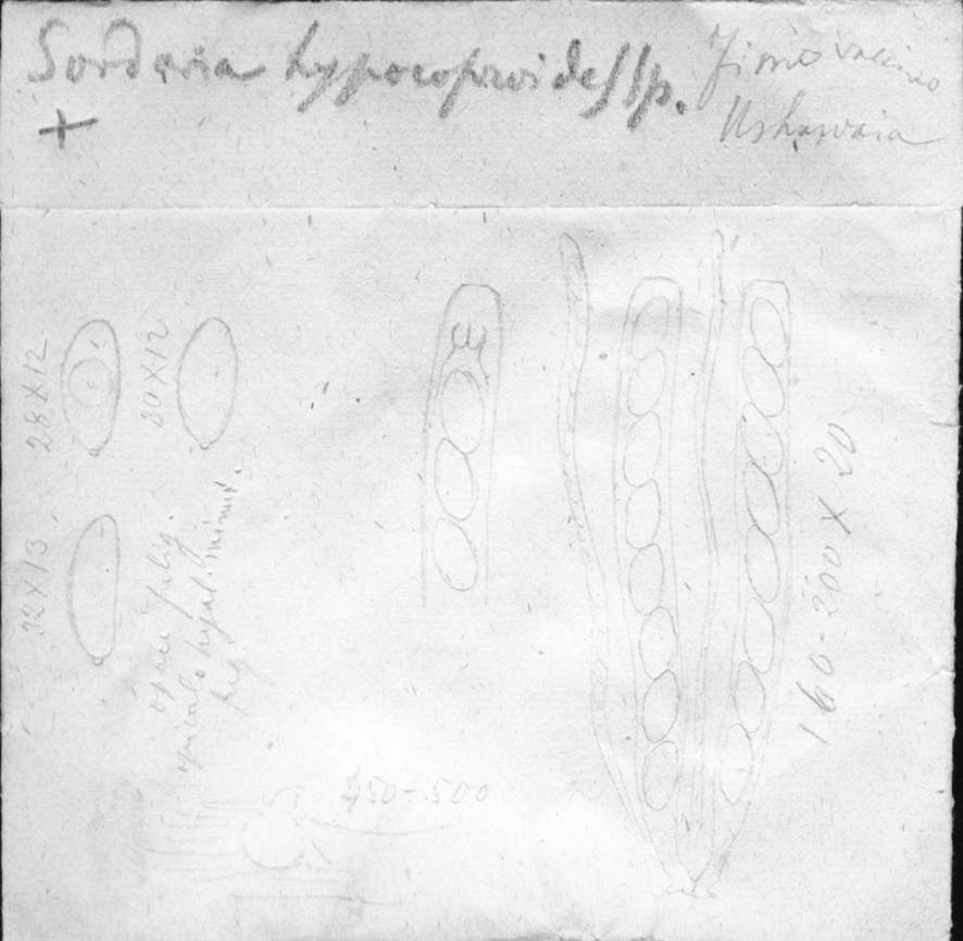 dibujo de Sordaria hypocoproides Speg.