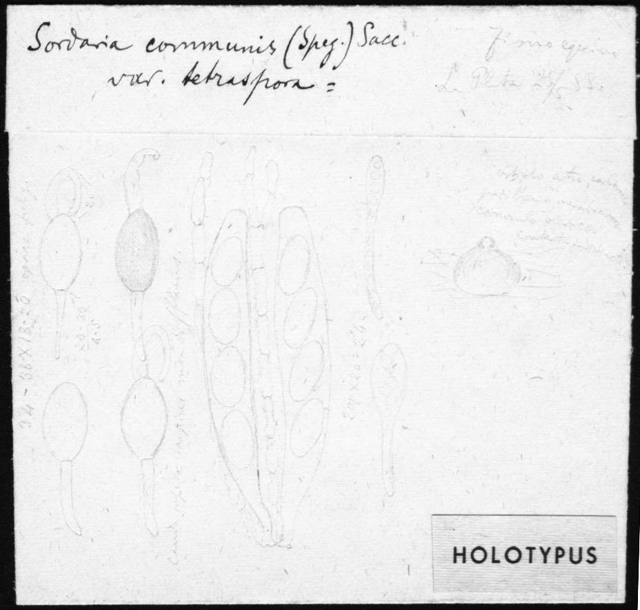 dibujo de Sordaria communis var. tetraspora Speg.