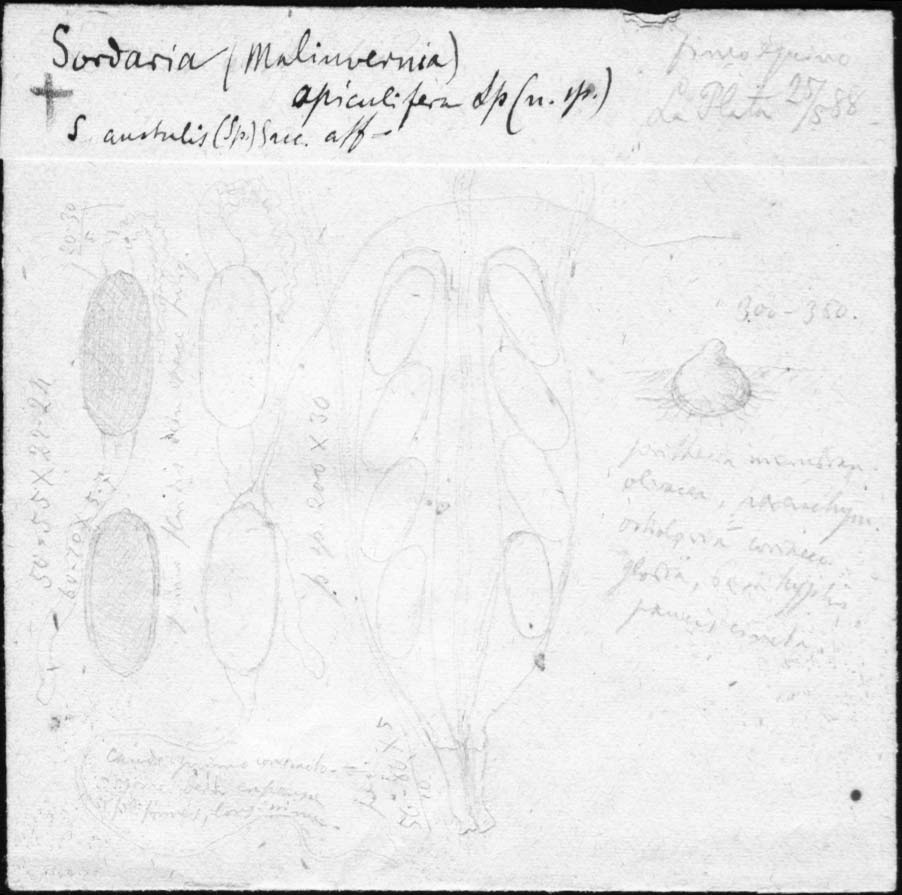 dibujo de Sordaria apiculifera Speg.