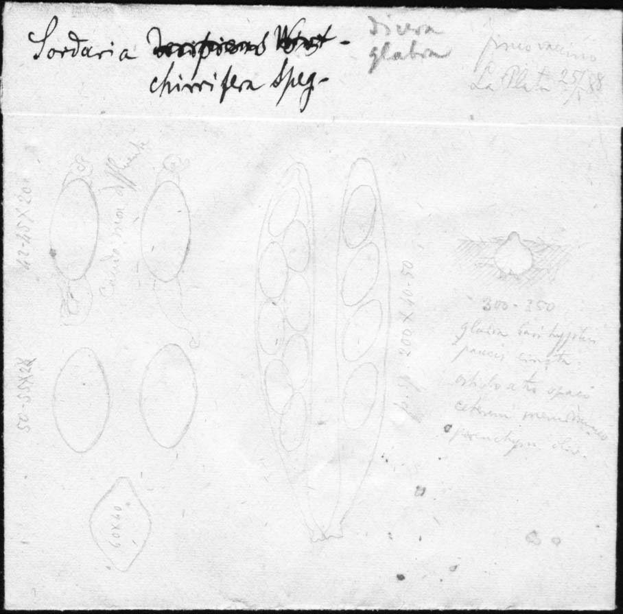 dibujo de Sordaria cirrifera Speg.