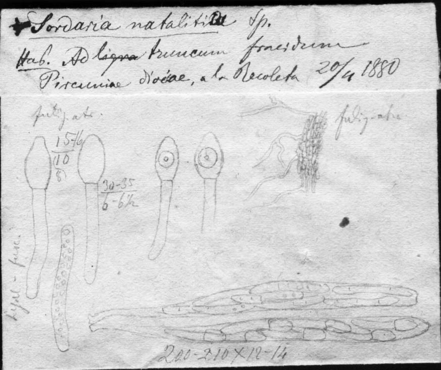 dibujo de Hypocopra natalitia Speg.