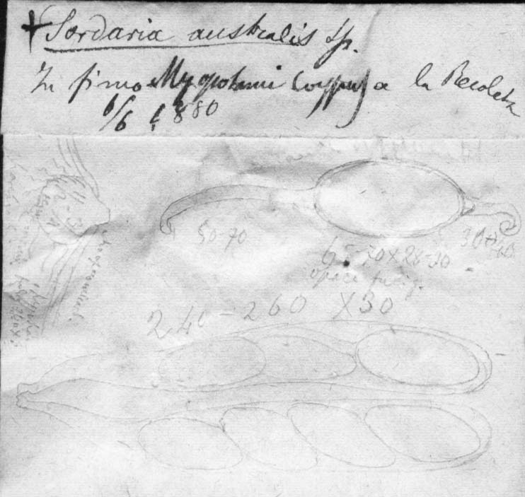 dibujo de Hypocopra australis Speg.