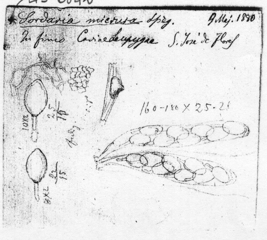 dibujo de Hypocopra australis Speg.