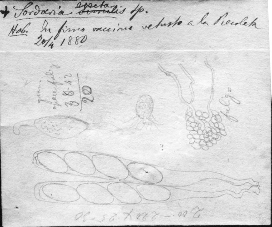 dibujo de Sordaria erecta (Speg.) Sacc.