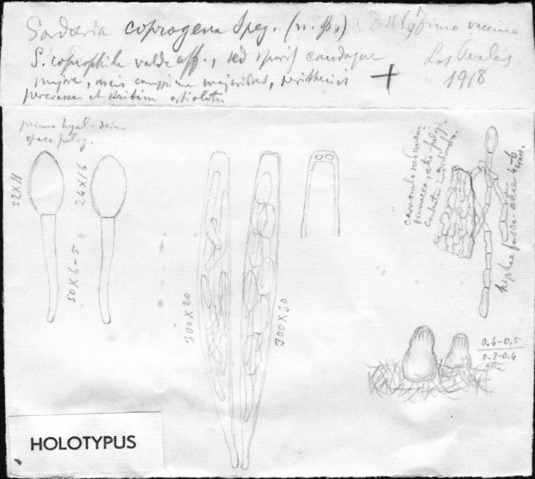 dibujo de Podospora coprogena Speg.